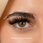 Budget Box "Mega Volume" with Mini Bond
